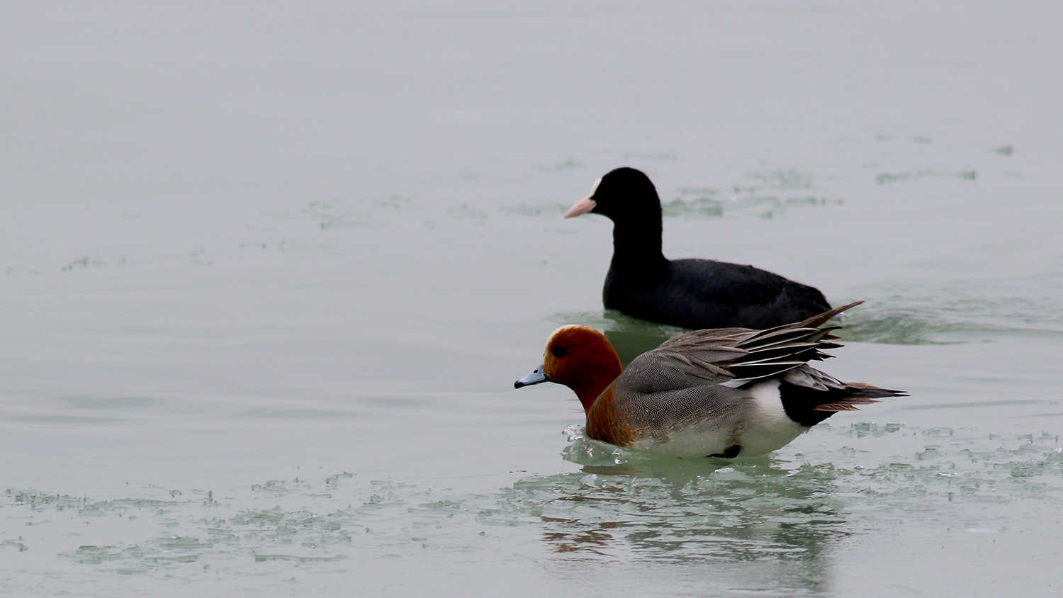 Eurasian Wigeon